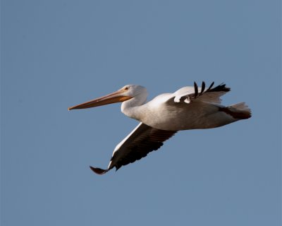 Circle B Pelican in Flight.jpg