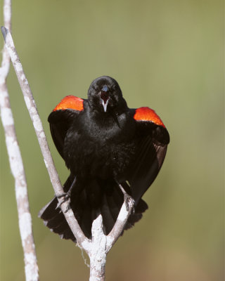 Circle B Redwing Blackbird Calling Facing Front.jpg