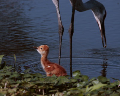 Sandhill Crane Chick next to Mommy.jpg