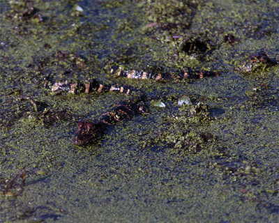 Baby Gators in the Slime.jpg