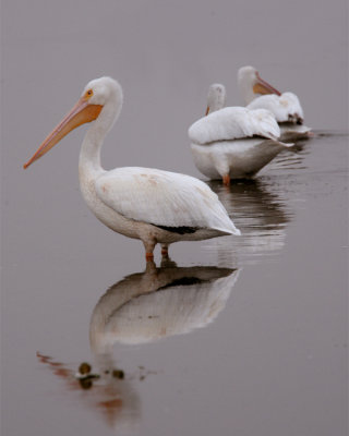Pelican on Wading Bird Way with Better Beamer.jpg