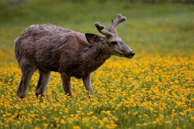 Deer in the Wildflowers.jpg
