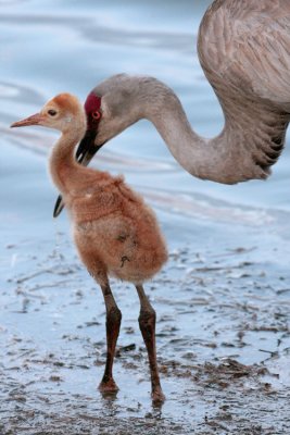 Sandhill Chick with mommy.jpg