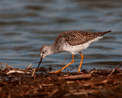 Lesser Yellow Legs on Wading Bird Way.jpg