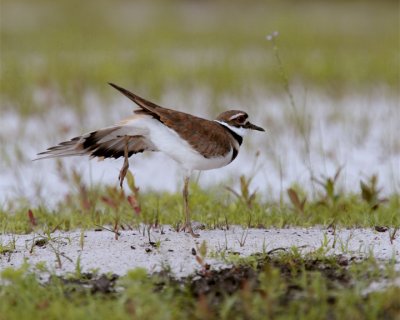 Kildeer Kicking.jpg