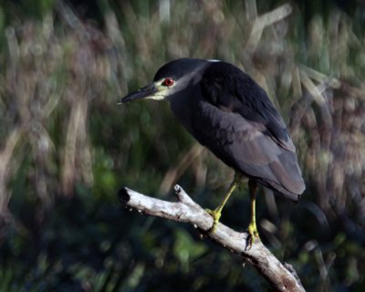 Night Heron.jpg