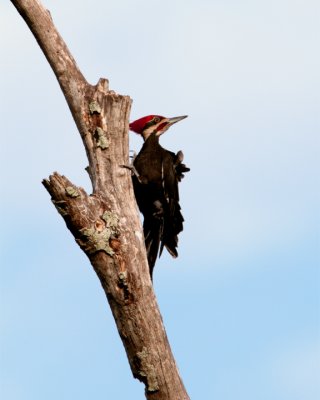 Pileated Woodpecker looking back.jpg