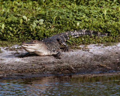 Gator on Wading Bird Way.jpg