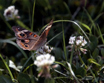 Butterfly at Circle B.jpg