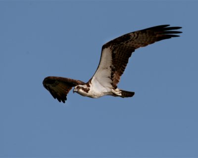 Osprey in Flight on Wading Bird Way.jpg