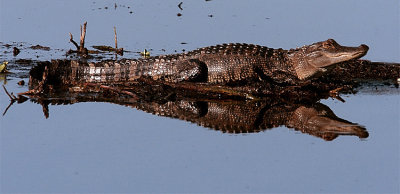 Gator Reflection Crop.jpg