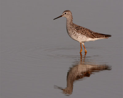 Lesser Yellow Legs Reflection.jpg