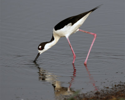 Black Neck Stilt Drinking.jpg