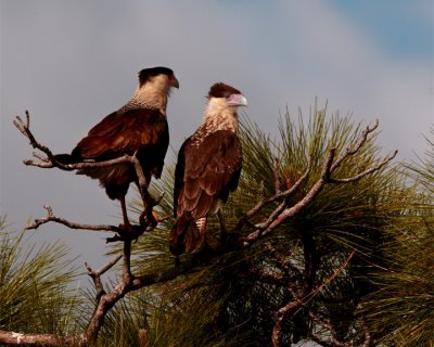 Juvenile CaraCaras Perched at Viera.jpg