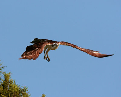 Osprey Launching from Tree on Alligator Alley.jpg
