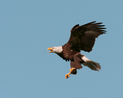 Eagle with Landing Gear Down Behind Discovery Center.jpg