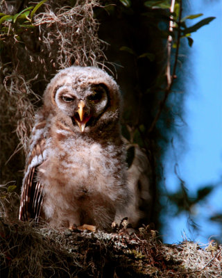 Juvenile Barred Owl 2.jpg