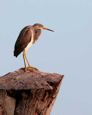 Tricolor Heron on a stump.jpg