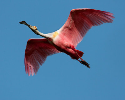 Roseate Spoonbill in Flight at Heron Hideout.jpg