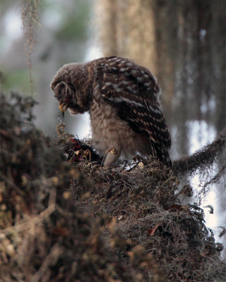 Juvenile Barred Owl Eating a Bird.jpg