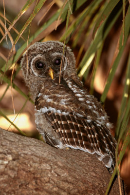 Juvenile Barred Owl Hiding in the Palm Leaves 2.jpg