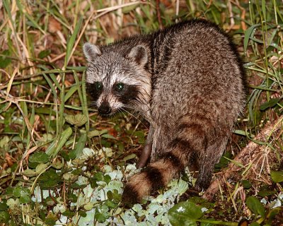 Racoon in the ditch on Alligator Alley.jpg