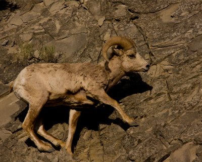 Big Horn Sheep Near Gardiner Entrance.jpg