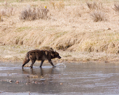 Wolf in the River at Lamar Valley.jpg