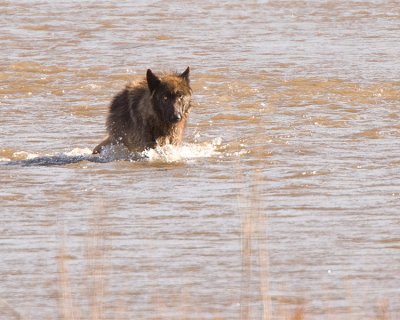 Wolf in the River at Lamar Valley Coming Forward.jpg