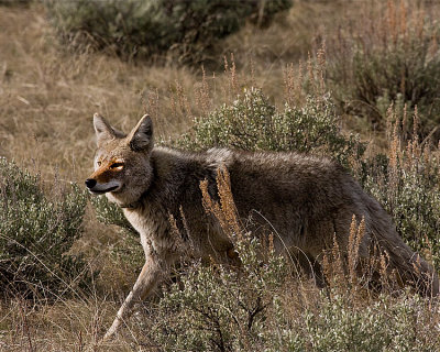 Coyote in the brush.jpg