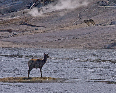 Elk Being Stalked at Nymph Lake.jpg