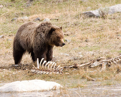 Grizzly on a Carcass by the Pond.jpg