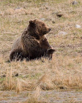 Grizzly Resting After a Meal.jpg