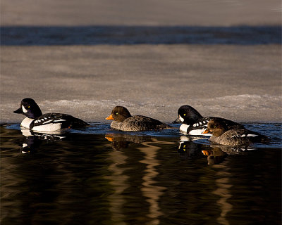 Goldeneye Duck at Bridge Bay 2.jpg