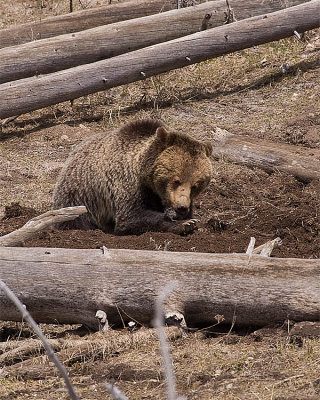 Grizzly Digging for Prairie Dogs Near Madison.jpg