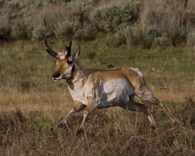 Pronghorn Antelope on the Run 2.jpg