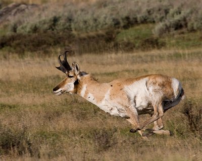 Pronghorn Antelope on the Run 3.jpg