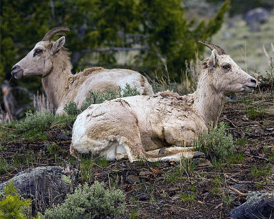Bighorn Bookends.jpg