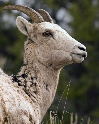 Big Horn Sheep Profile.jpg