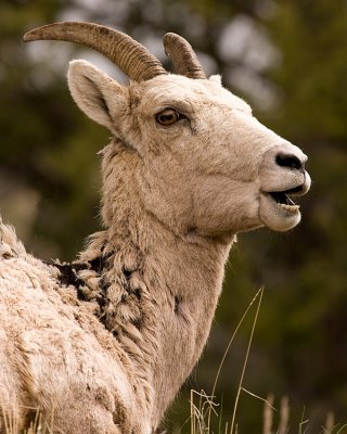 Big Horn Sheep Profile 2.jpg
