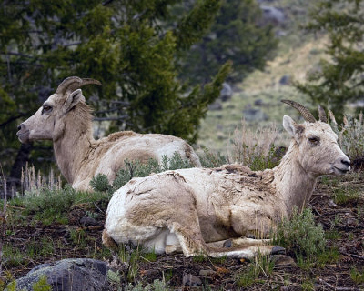 Bighorn Bookends 2.jpg