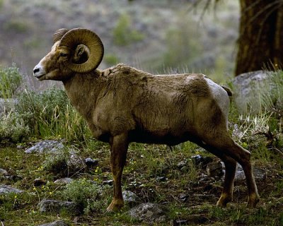 BigHorn Ram at Yellowstone Picnic Area.jpg