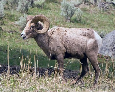 Big Horn Ram Chewing on Grass.jpg