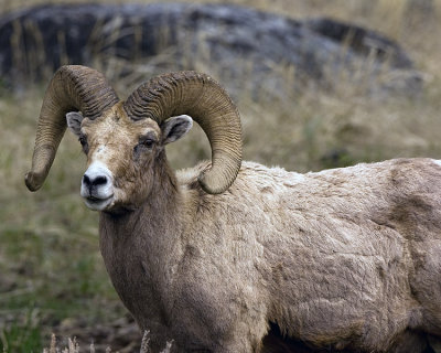 Big Horn Ram.jpg