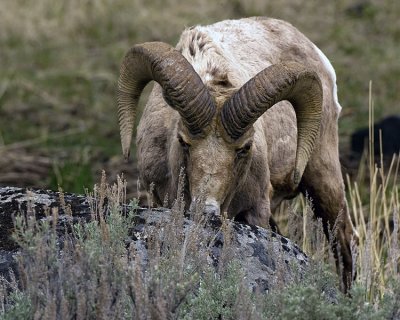 Big Horn Ram Munching.jpg