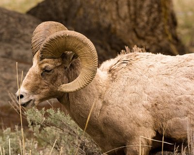 Big Horn Ram Profile.jpg