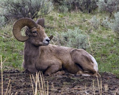 Recumbant Ram.jpg