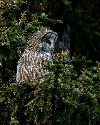 Great Grey Owl Looking Right.jpg