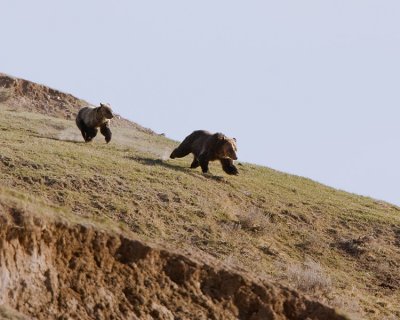 Sow and Cub Grizzlies Running Near Elk Antler Creek.jpg