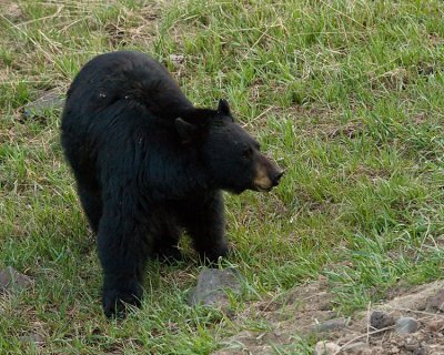 Black Bear Near Phantom Lake.jpg